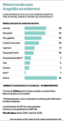 Rodovia da morte para animais no Pantanal tem média de 180 atropelamentos por mês Rodovia da morte para animais no Pantanal tem média de 180 atropelamentos por mês