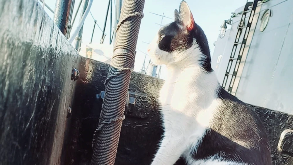 Barlo, el tripulante gatuno que navegó a bordo del Cañonero Paraguay Barlo, el tripulante gatuno que navegó a bordo del Cañonero Paraguay