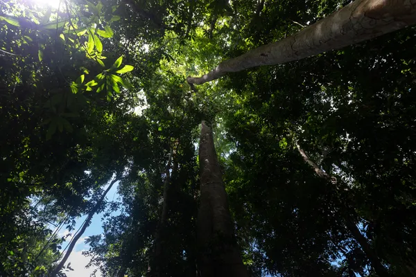 Meio Ambiente: Saiba sete motivos para se plantar mais árvores Meio Ambiente: Saiba sete motivos para se plantar mais árvores