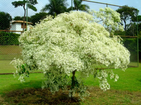 10 árvores que você pode plantar na área urbana sem medo de destruir a rede elétrica 10 árvores que você pode plantar na área urbana sem medo de destruir a rede elétrica