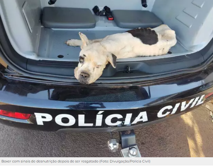 Pit bull e boxer são resgatados com sinais de desnutrição e maus-tratos Pit bull e boxer são resgatados com sinais de desnutrição e maus-tratos