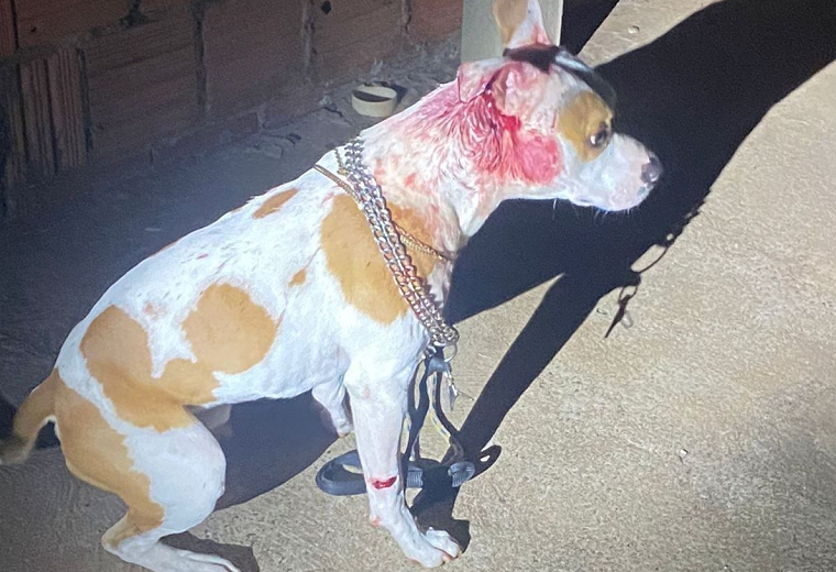 Em Amambai, SIG da PC desvenda assassinato no Guaicurus e prende envolvidos Em Amambai, SIG da PC desvenda assassinato no Guaicurus e prende envolvidos