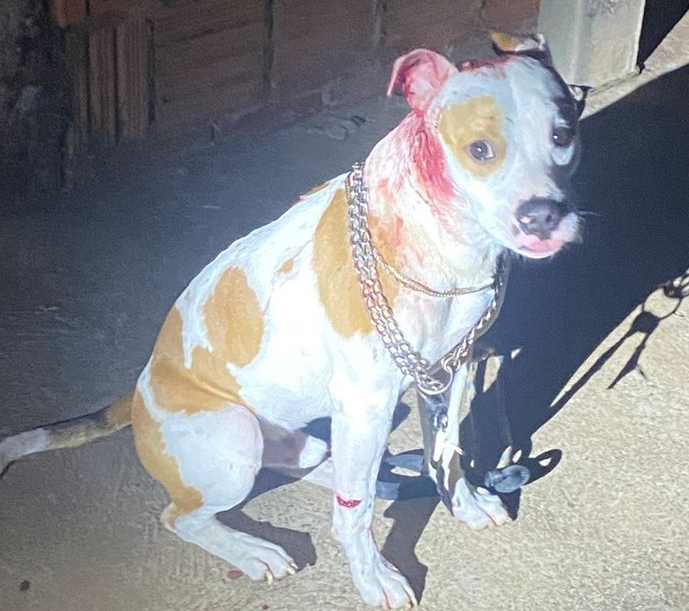 Homem é morto a tiros, e o cão da vítima também é ferido Homem é morto a tiros, e o cão da vítima também é ferido