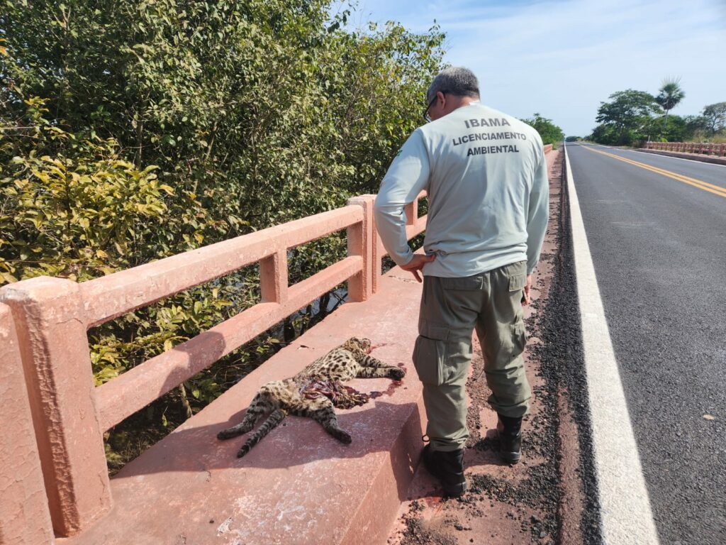 Dnit vai derrubar milhares de árvores ao longo de rodovia no meio do Pantanal