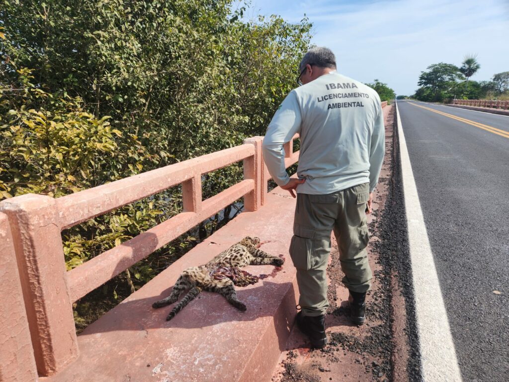 Dnit vai derrubar milhares de árvores ao longo de rodovia no meio do Pantanal Dnit vai derrubar milhares de árvores ao longo de rodovia no meio do Pantanal
