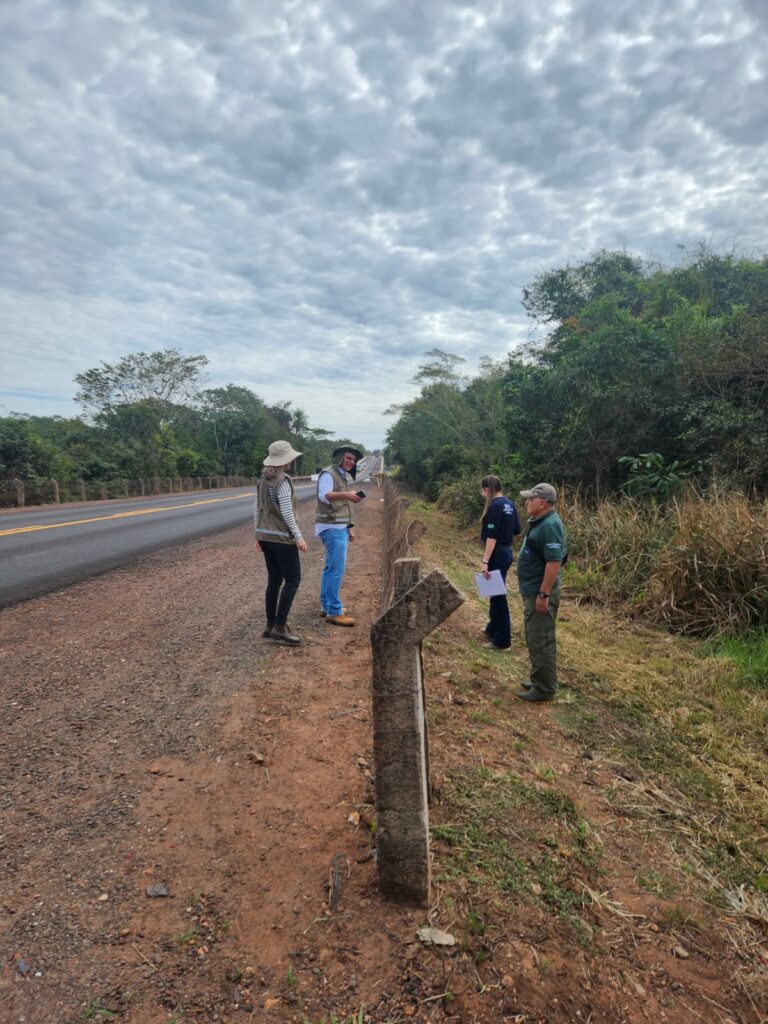 Dnit vai derrubar milhares de árvores ao longo de rodovia no meio do Pantanal