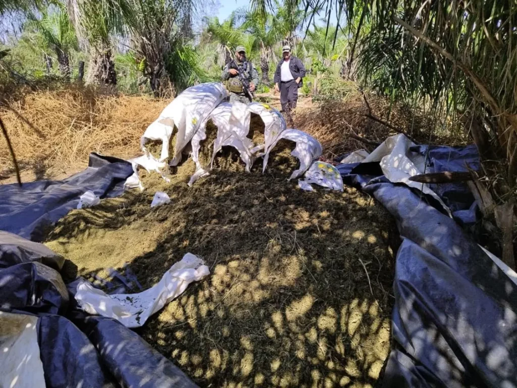 Destruyen 2.000 kilos de Marihuana en Yby Ya’u Destruyen 2.000 kilos de Marihuana en Yby Ya’u
