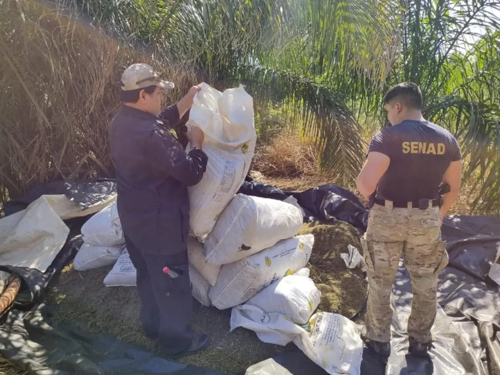 Destruyen 2.000 kilos de Marihuana en Yby Ya’u Destruyen 2.000 kilos de Marihuana en Yby Ya’u