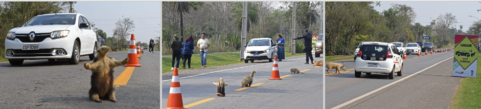 Estrada Viva leva animais empalhados para a pista em ação de conscientização no Festival de Inverno