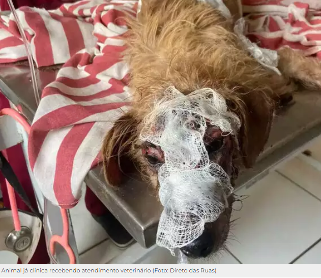 Com ferida e gritando de dor, cachorro acorrentado é resgatado por ONG Com ferida e gritando de dor, cachorro acorrentado é resgatado por ONG