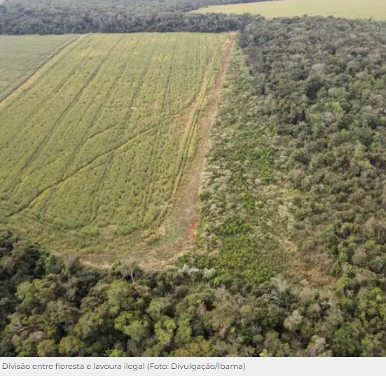 Produtores são multados em R$ 594 mil e têm sacas de milho apreendidas em MS Produtores são multados em R$ 594 mil e têm sacas de milho apreendidas em MS