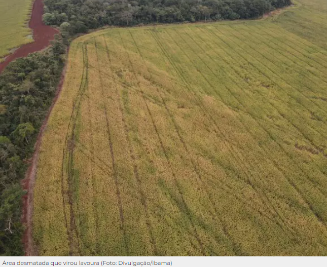 Produtores são multados em R$ 594 mil e têm sacas de milho apreendidas em MS Produtores são multados em R$ 594 mil e têm sacas de milho apreendidas em MS