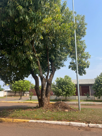 “Mais árvores, por favor”: Cida Farias propõe a criação de um Plano Municipal de Arborização Urbana “Mais árvores, por favor”: Cida Farias propõe a criação de um Plano Municipal de Arborização Urbana