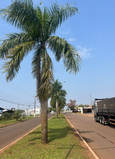 “Mais árvores, por favor”: Cida Farias propõe a criação de um Plano Municipal de Arborização Urbana “Mais árvores, por favor”: Cida Farias propõe a criação de um Plano Municipal de Arborização Urbana