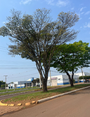 “Mais árvores, por favor”: Cida Farias propõe a criação de um Plano Municipal de Arborização Urbana “Mais árvores, por favor”: Cida Farias propõe a criação de um Plano Municipal de Arborização Urbana