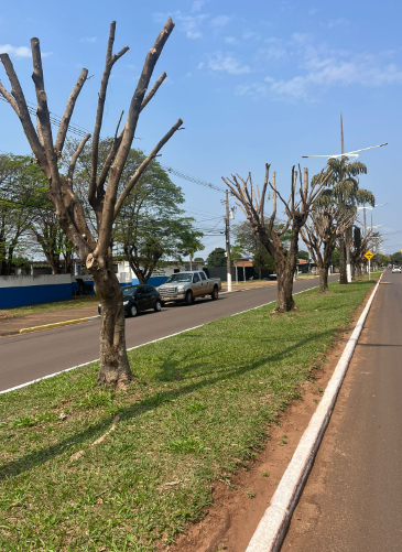 “Mais árvores, por favor”: Cida Farias propõe a criação de um Plano Municipal de Arborização Urbana “Mais árvores, por favor”: Cida Farias propõe a criação de um Plano Municipal de Arborização Urbana
