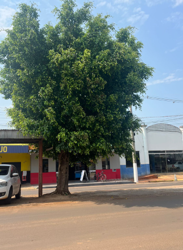 “Mais árvores, por favor”: Cida Farias propõe a criação de um Plano Municipal de Arborização Urbana “Mais árvores, por favor”: Cida Farias propõe a criação de um Plano Municipal de Arborização Urbana