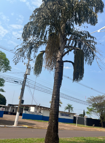 “Mais árvores, por favor”: Cida Farias propõe a criação de um Plano Municipal de Arborização Urbana “Mais árvores, por favor”: Cida Farias propõe a criação de um Plano Municipal de Arborização Urbana