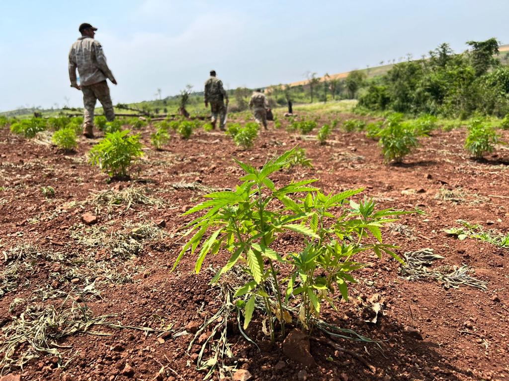 Regional 10 de la Senad destruyó tres hectáreas de cultivos de marihuana