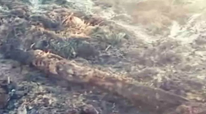 Polícia prende suspeito de incendiar barraco e matar rezadora guarani Polícia prende suspeito de incendiar barraco e matar rezadora guarani