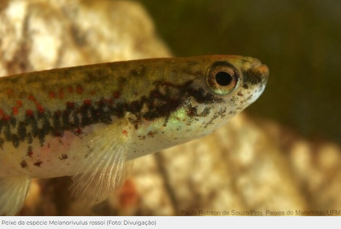 Projeto disponibiliza acervo fotográfico com 386 espécies de peixes de MS Projeto disponibiliza acervo fotográfico com 386 espécies de peixes de MS