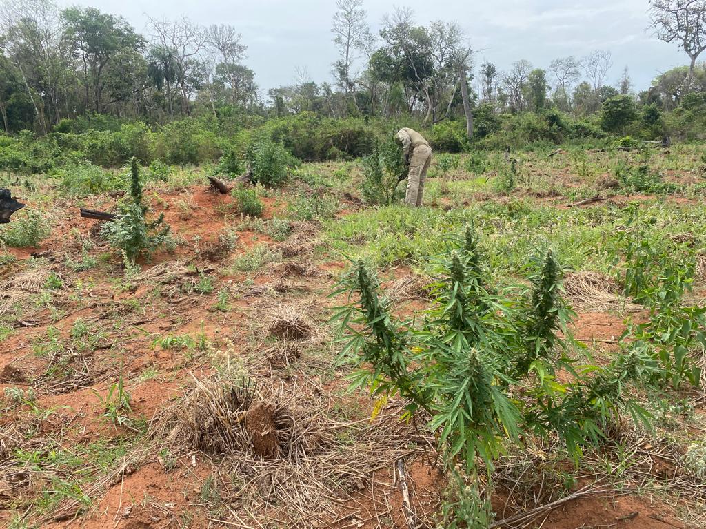 Regional 10 de la Senad destruyó tres hectáreas de cultivos de marihuana