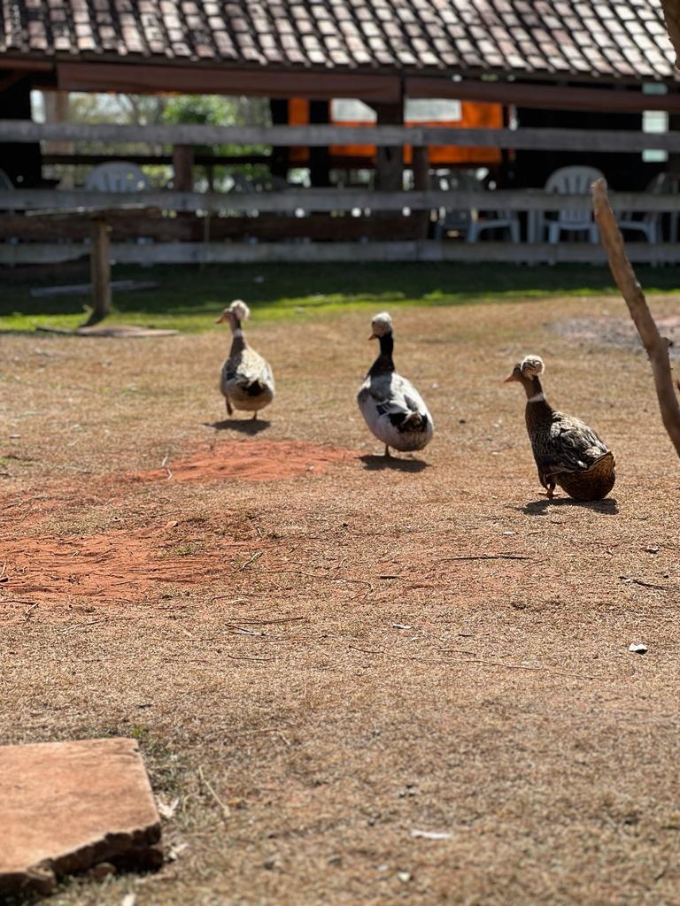 Hotel Fazenda a 190km de Ponta Porã, é destino certo para quem busca sossego e experiência no campo