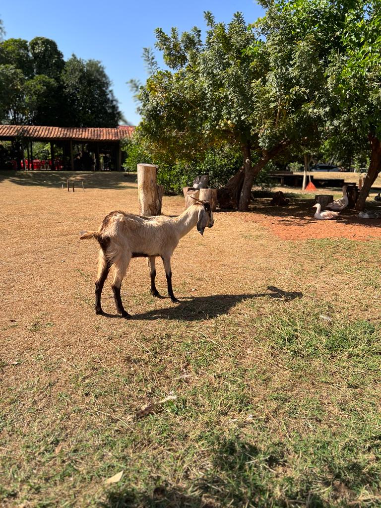 Hotel Fazenda a 190km de Ponta Porã, é destino certo para quem busca sossego e experiência no campo