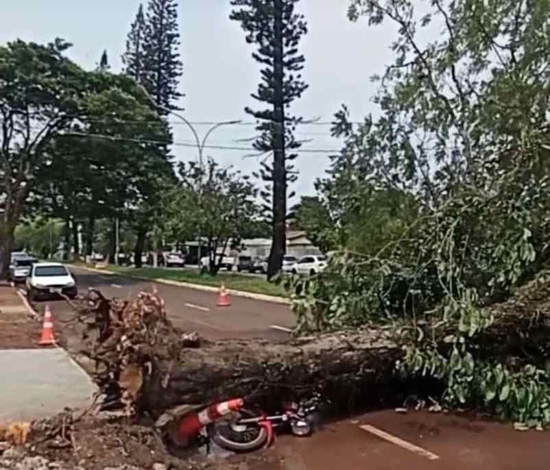 Ventos fortes em Ponta Porã: Árvore desaba e destrói veículos na Rua Guia Lopes e na Presidente vargas Ventos fortes em Ponta Porã: Árvore desaba e destrói veículos na Rua Guia Lopes e na Presidente vargas