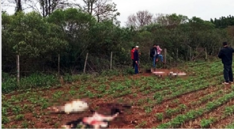 Abigeato y faenamiento clandestino de animales en Alto Paraná