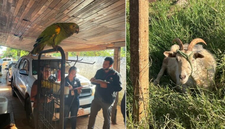 Allanan la casa de hombre que arrastró a su perro: rescatan a dos animales Allanan la casa de hombre que arrastró a su perro: rescatan a dos animales