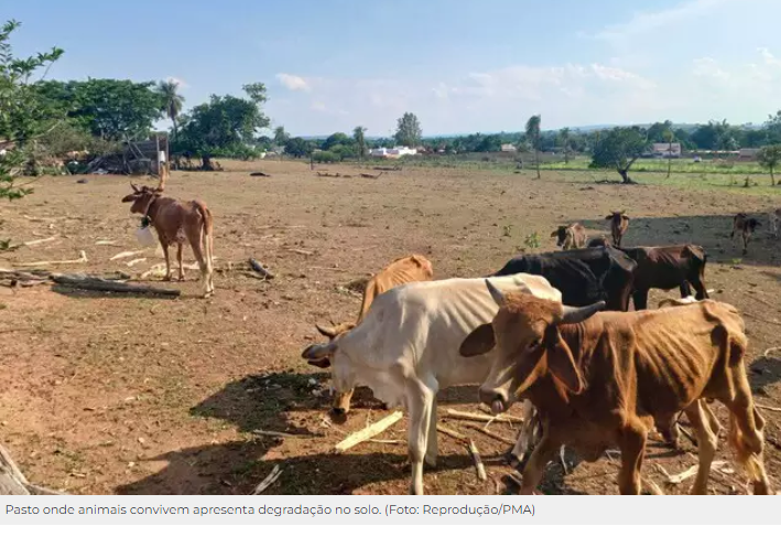 Pecuarista é preso por deixar gado sem comida em pasto degradado Pecuarista é preso por deixar gado sem comida em pasto degradado