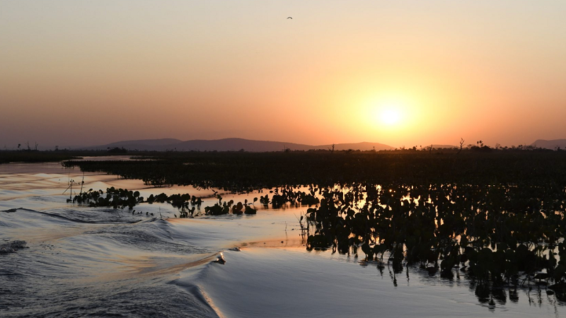 Lei do Pantanal é sancionada para garantir preservação e desenvolvimento do bioma em MS Lei do Pantanal é sancionada para garantir preservação e desenvolvimento do bioma em MS
