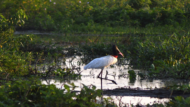Lei do Pantanal é sancionada para garantir preservação e desenvolvimento do bioma em MS Lei do Pantanal é sancionada para garantir preservação e desenvolvimento do bioma em MS