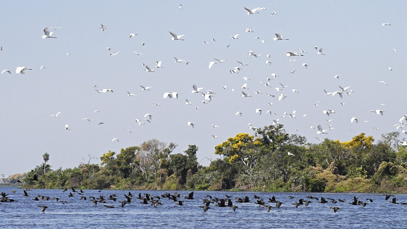 Lei do Pantanal é sancionada para garantir preservação e desenvolvimento do bioma em MS Lei do Pantanal é sancionada para garantir preservação e desenvolvimento do bioma em MS