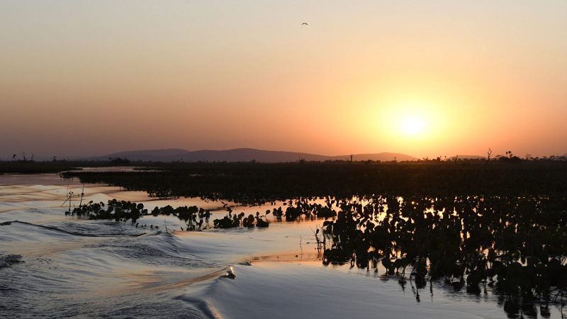 Lei do Pantanal é sancionada para garantir preservação e desenvolvimento do bioma em MS Lei do Pantanal é sancionada para garantir preservação e desenvolvimento do bioma em MS