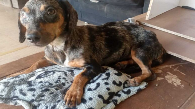 Campo Grande: Abandonada e agredida na rua, 'Menina' é resgatada e precisa de ajuda Campo Grande: Abandonada e agredida na rua, 'Menina' é resgatada e precisa de ajuda