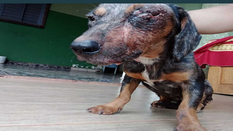 Campo Grande: Abandonada e agredida na rua, 'Menina' é resgatada e precisa de ajuda Campo Grande: Abandonada e agredida na rua, 'Menina' é resgatada e precisa de ajuda