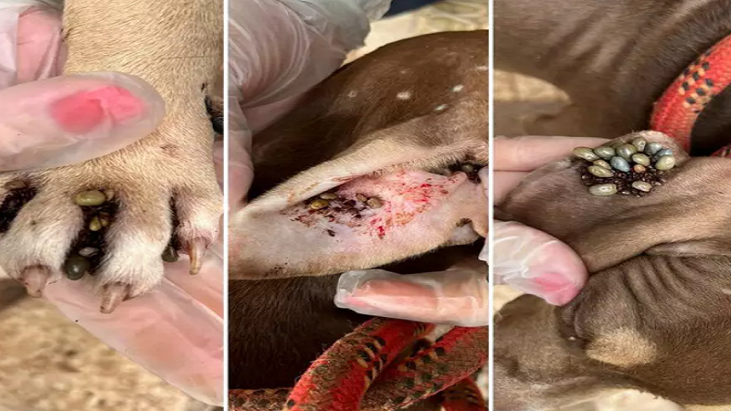 Açougueiro é preso e filhote de pitbull resgatado “entupido” de carrapatos Açougueiro é preso e filhote de pitbull resgatado “entupido” de carrapatos