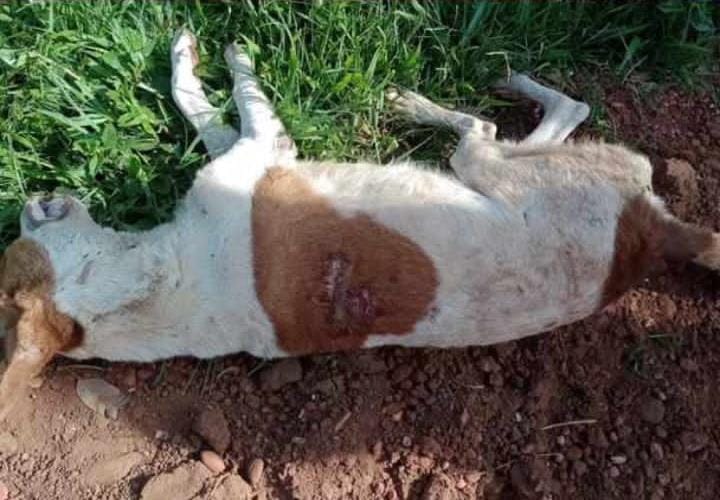Polícia Militar realiza a prisão de homem acusado de matar cachorros em Ponta Porã Polícia Militar realiza a prisão de homem acusado de matar cachorros em Ponta Porã
