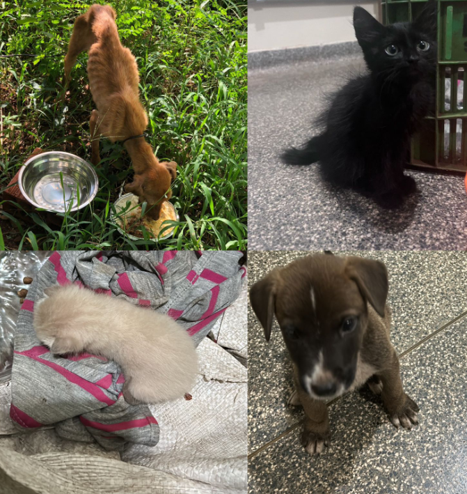 Ponta Porã: PC recupera motocicleta furtada e resgate de animais maltratados Ponta Porã: PC recupera motocicleta furtada e resgate de animais maltratados