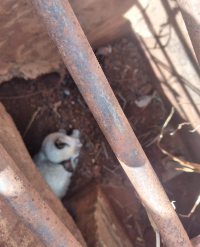 Amambai: Gatinho é resgatado pelo Corpo de Bombeiros em bueiro Amambai: Gatinho é resgatado pelo Corpo de Bombeiros em bueiro