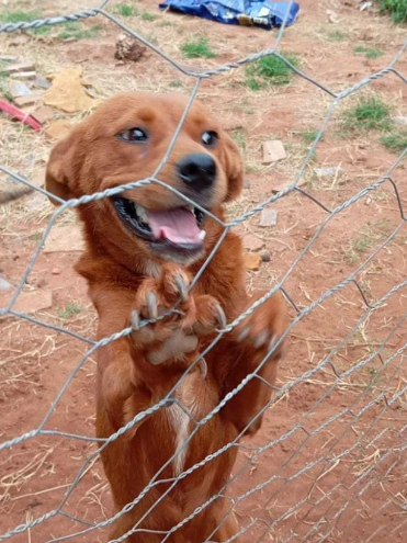 Amambai: ONG Ajude um Campeão de 4 Patas pede ajuda Amambai: ONG Ajude um Campeão de 4 Patas pede ajuda
