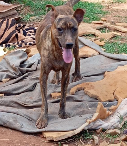 Amambai: ONG Ajude um Campeão de 4 Patas pede ajuda Amambai: ONG Ajude um Campeão de 4 Patas pede ajuda