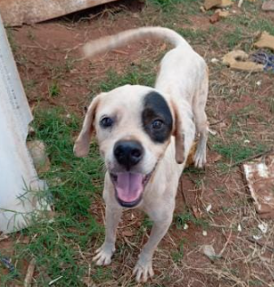 Amambai: ONG Ajude um Campeão de 4 Patas pede ajuda Amambai: ONG Ajude um Campeão de 4 Patas pede ajuda