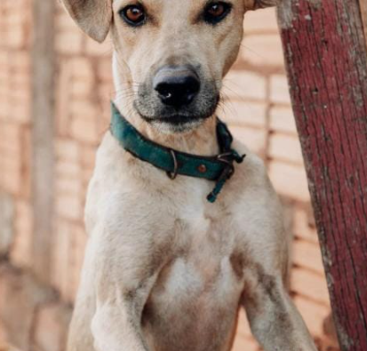 Amambai: ONG Ajude um Campeão de 4 Patas pede ajuda Amambai: ONG Ajude um Campeão de 4 Patas pede ajuda