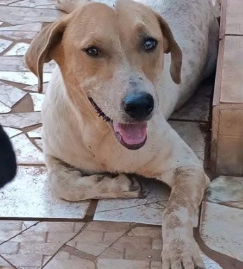 Amambai: ONG Ajude um Campeão de 4 Patas pede ajuda Amambai: ONG Ajude um Campeão de 4 Patas pede ajuda