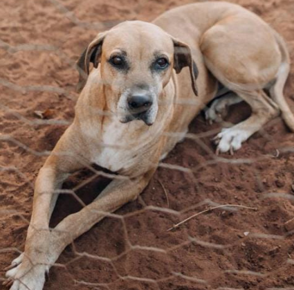 Amambai: ONG Ajude um Campeão de 4 Patas pede ajuda Amambai: ONG Ajude um Campeão de 4 Patas pede ajuda
