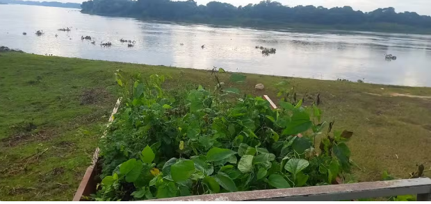 Comunidades recebem mudas frutíferas para recuperação da Serra do Amolar após queimada em MS