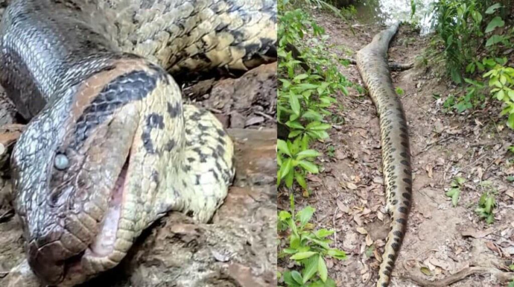 Ícone de Mato Grosso do Sul, sucuri Anajulia é morta a tiros em Bonito Ícone de Mato Grosso do Sul, sucuri Anajulia é morta a tiros em Bonito